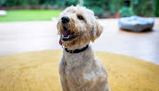 The Dog House Australia