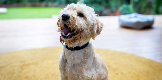 5:25 PM: The Dog House Australia | More 4 | 3/5 2026