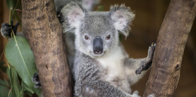 00:00: Dodo Heroes (S1 E4) (S1) | Animal Planet | 11/25 2025