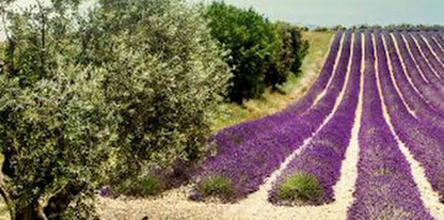 16:25: Asesinato en Champagne | À Punt | 3/1 2026