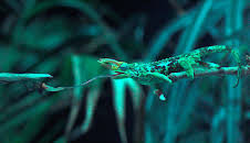 Das Genie der Natur (3/3)