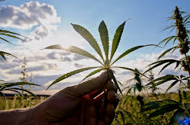 Tech Talk: Medical Cannabis Technology & Innovation