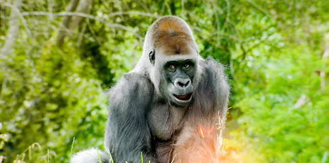 9:55 AM: The Zoo (S1) | CBBC | 11/19 2025