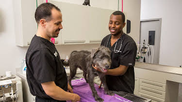 07:00: The Vet Life (S1 E3) (S1) | Animal Planet | 12/28 2025