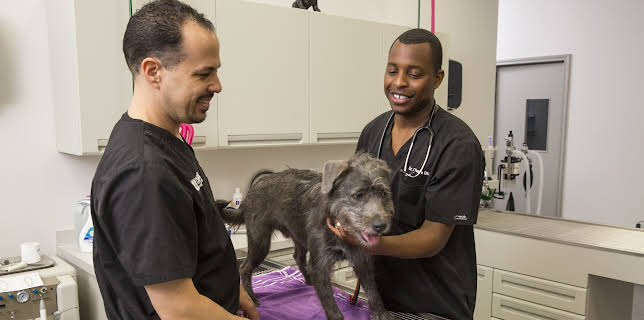 06:00: The Vet Life (S1 E3) (S1) | Animal Planet | 12/28 2025