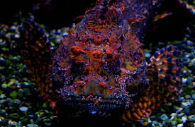 Wild Assassins: Oceans