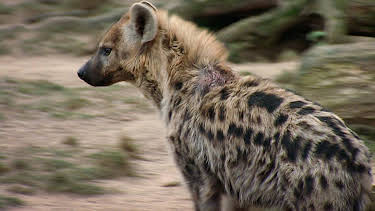 10:35: Elefant, Tiger & Co. | MDR Fernsehen | 4/28 2026