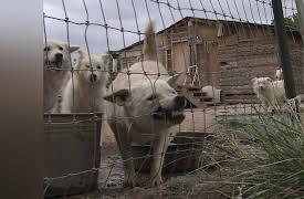 Confessions: Animal Hoarding Season 1: Flossie and Christine