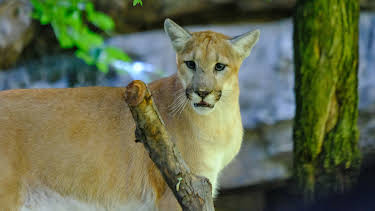 06:50: The Zoo (S5 E3) (S5) | Animal Planet | 4/28 2026