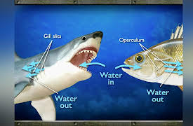 Life in the World's Oceans: Sharks and Rays