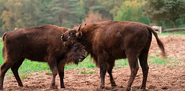 Hanseblick - So wild ist Mecklenburg