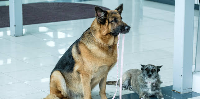 00:35: Hudson & Rex | TV 2 | 11/11 2025