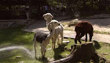 Giraffe, Erdmännchen & Co. (78)