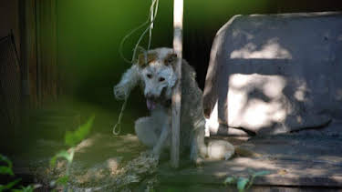 3:00 PM: Animal Cops Houston (S17) | Discovery Channel | 10/23 2026