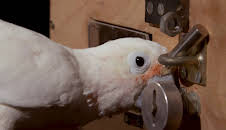 How Do Animals Do That? (S1 E24)