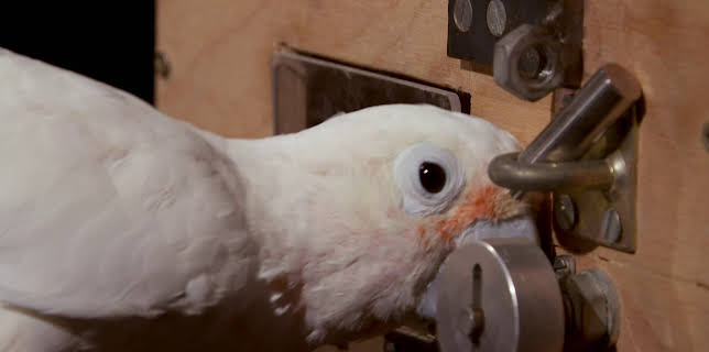 19:30: How Do Animals Do That? (S1 E24) (S1) | Animal Planet | 11/22 2025