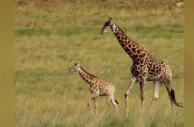 Africa's Wild Wonders: Giraffe