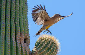Wild West: Desert Heartlands
