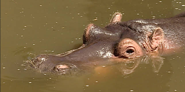 15:10: Eisbär, Affe & Co. | HR Fernsehen | 3/20 2026