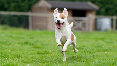 05:38: How Do Animals Do That? (S1 E27) (S1) | Animal Planet | 4/12 2026