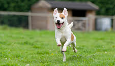 Time-Telling Dogs And Kangaroo Hops (S1 E27)