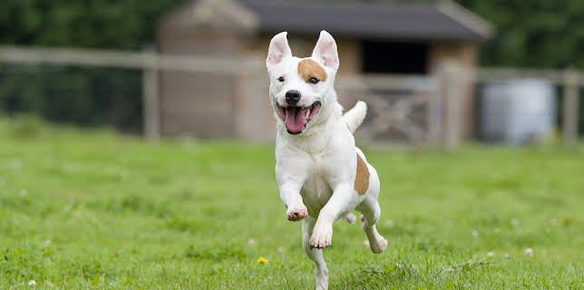 05:15: Time-Telling Dogs And Kangaroo Hops (S1 E27) (S1) | Animal Planet | 12/7 2025