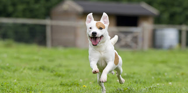 Time-Telling Dogs And Kangaroo Hops