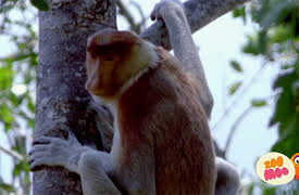 Lost!: Flash And The Big Noses