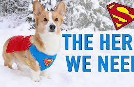 Topi the Corgi: Snow Chaos