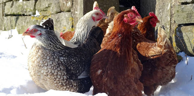 2:45 PM: Our Yorkshire Farm (S1 E1) (S1) | Channel 5 | 1/10 2026