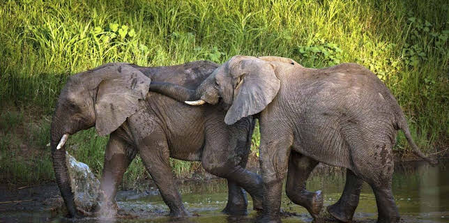 20:15: Wildes Südafrika | RBB Fernsehen | 2/1 2026