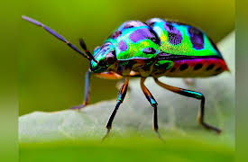 Why Insects Matter: Earth’s Most Essential Species: Why So Many Beetles?