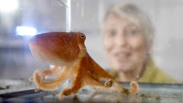 11:05: Ville videoer spesial: Ville videoer spesial 3 | NRK 2 | 4/19 2026