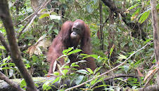 Giraffe, Erdmännchen & Co. (210)