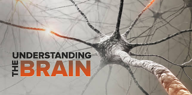 Understanding the Brain