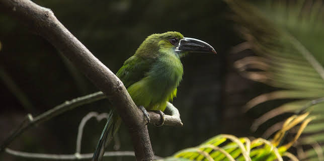 06:50: The Bronx Zoo (S2 E9) (S2) | Animal Planet | 11/21 2025
