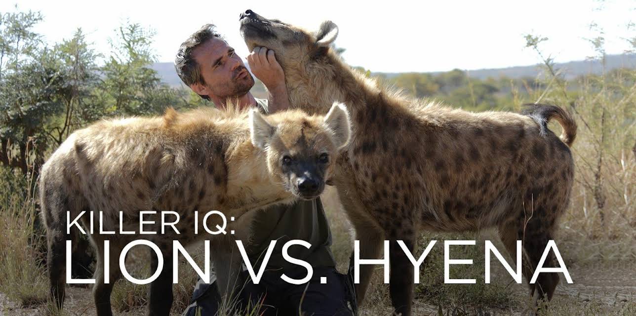 Killer IQ: Lion vs. Hyena