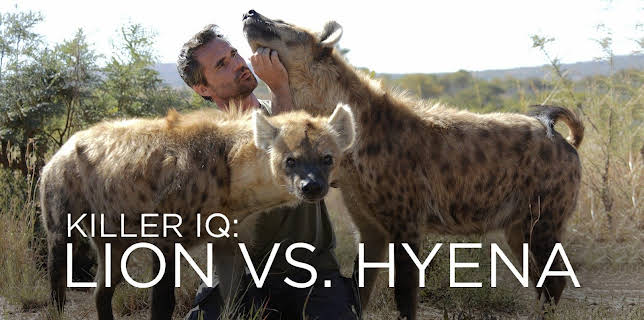 Killer IQ: Lion vs. Hyena