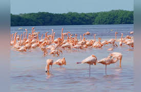 Exploring the Mayan World: Celestún