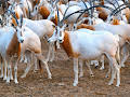 Insel der weißen Antilope - Abu Dhabis Naturoase