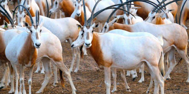 13:20: Insel der weißen Antilope - Abu Dhabis Naturoase | 3SAT | 12/5 2025