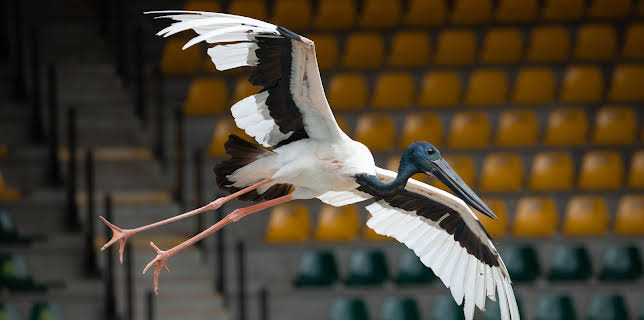 17:00: Crikey! It's the Irwins (S3 E6) (S3) | Animal Planet | 11/20 2025