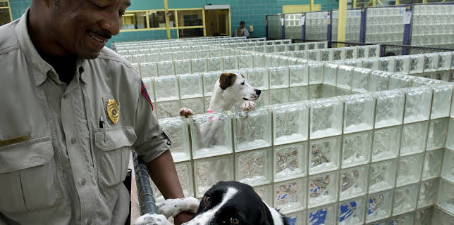 10:20: Animal Cops Philadelphia (S12 E10) (S12) | Animal Planet | 11/10 2025