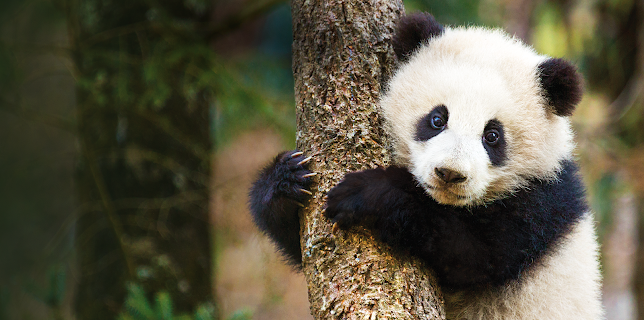 Born in China (2017)