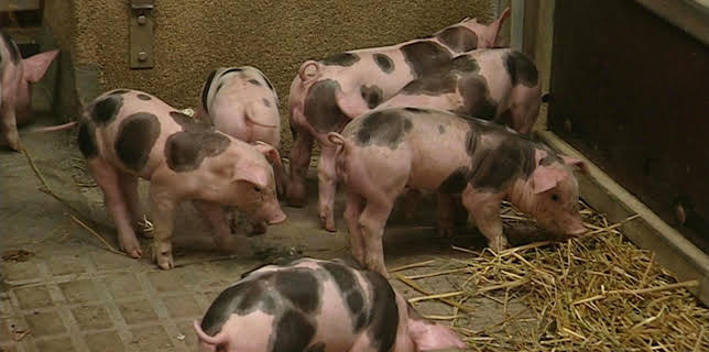 11:40: Leopard, Seebär & Co. | Radio Bremen | 1/22 2026