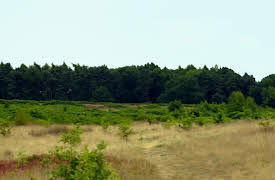 Walks of Life: Lichfield