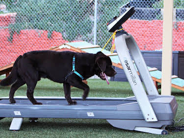 06:10: Cesar Millan: Better Human Better Dog - Bessere Menschen, bessere Hunde | Sixx | 5/10 2026