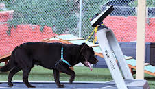 Cesar Millan: Better Human Better Dog - Bessere Menschen, bessere Hunde