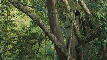 11:00 PM: Wild Vietnam | Nat Geo Wild | 12/27 2025