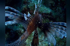 Ultimate Oceans: Oceans